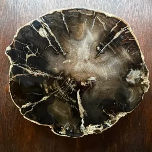 Petrified Wood White Pine round slice