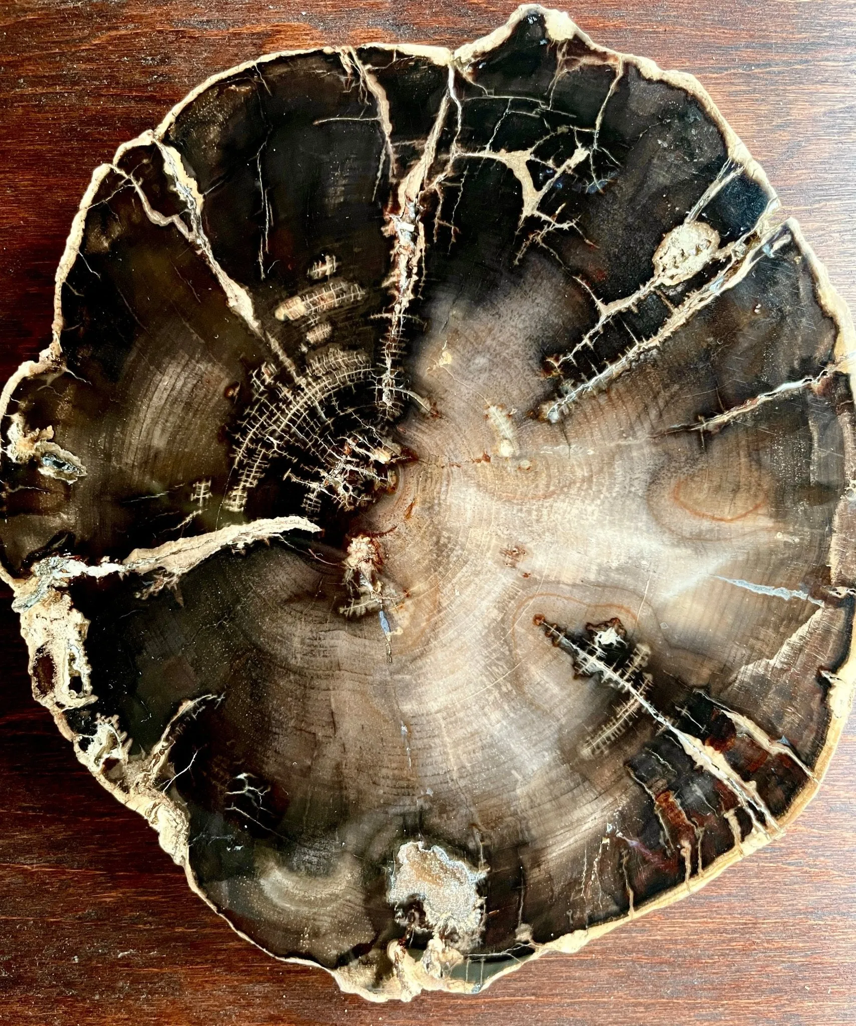Petrified Wood White Pine round slice
