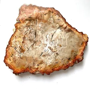 Rings of Time Petrified Wood Slice