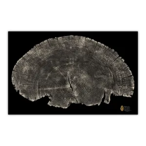 Sitka Spruce Round