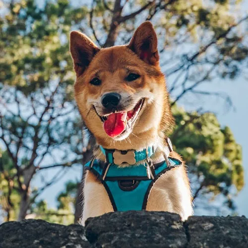 Turquoise Padded Harness